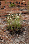 Pine barren stitchwort